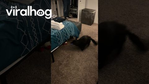 Dog Runs Circles Beneath Bed || ViralHog