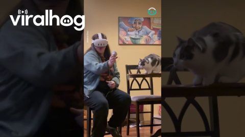 Virtual Reality Glasses Meets Cat || ViralHog