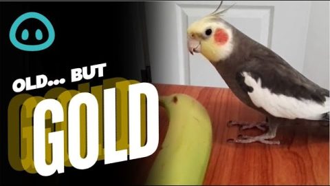 Amazing Bird Sings Perfectly || ViralHog