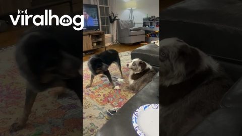 Blue Heeler Twerks To Annoy Sibling || ViralHog