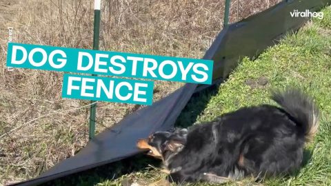 Dog Helps Workers Tear Down Fence || ViralHog
