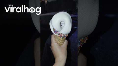 Snake Cosplays As Ice Cream Cone || ViralHog