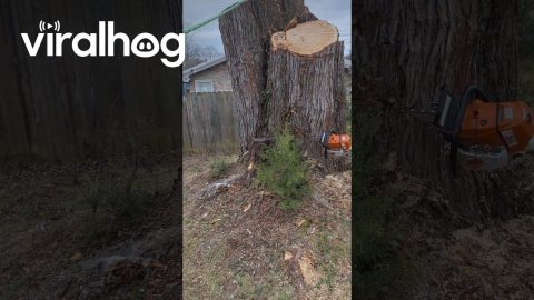 Rotted Tree Stump Gushes Water || ViralHog