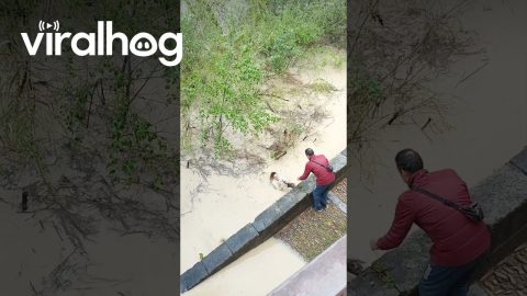 Woman Jumps Into River To Save Cat || ViralHog