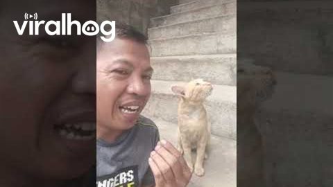 Cat Converses With Meowing Man || ViralHog
