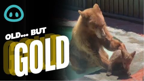 Bear Bathing Time || ViralHog