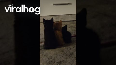 Kittens Cuddle Below TV Set || ViralHog