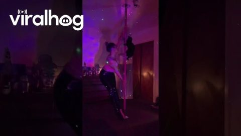 Cat Joins Pole Dancing Practice || ViralHog