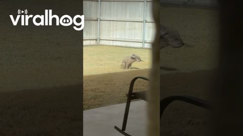 Poodle Struggles To Poop On Windy Day || ViralHog