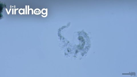 Amoeba Consuming a Single Celled Organism || ViralHog