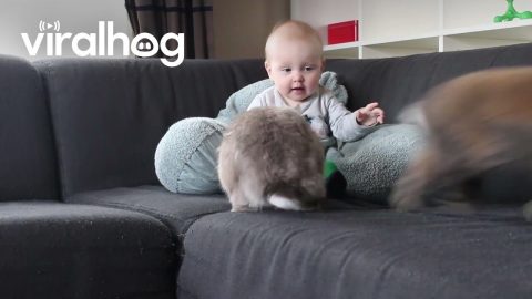 Rabbits Don't Believe In Sharing With Baby || ViralHog