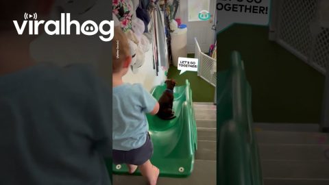 Boy Plays On Slide With Puppy Best Friend || ViralHog
