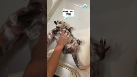 Opossum Bathtime || ViralHog