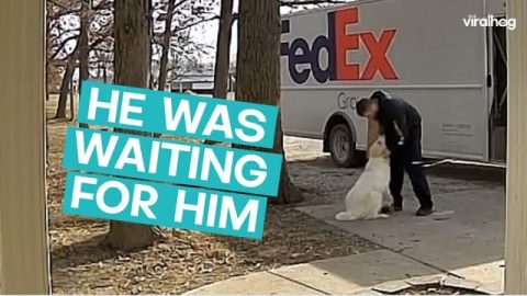 Dog Greets Driver Friend || ViralHog