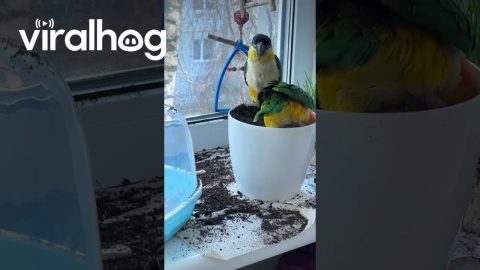Parrots Make a Mess With Potting Soil || ViralHog