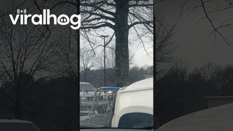 Realistic Eye In Tree Stops Family || ViralHog