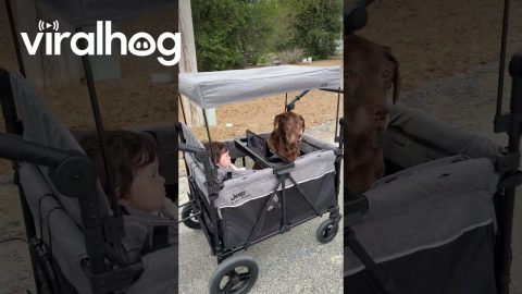 Dog And Kid Enjoy Ride In Stroller Wagon || ViralHog