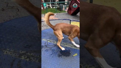 Dog Loves Spinning in the Park || ViralHog