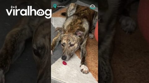 Dog Vs Raspberry || ViralHog