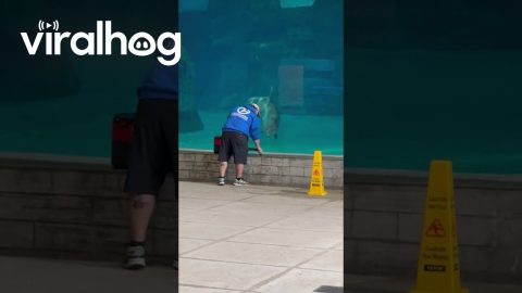 Dolphin Fascinated By Vacuum || ViralHog