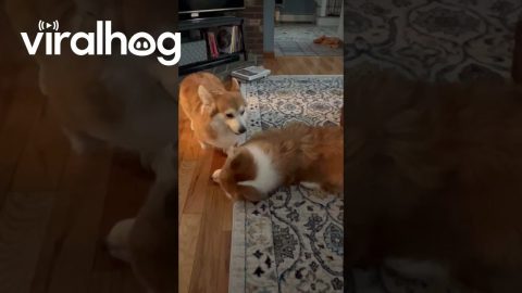 Corgi Pup Annoys His Mom Until She Plays With Him || ViralHog