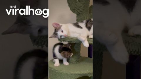 Cat Exhausted By Playful Kittens || ViralHog