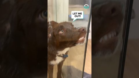 Dog Protests Shower || ViralHog