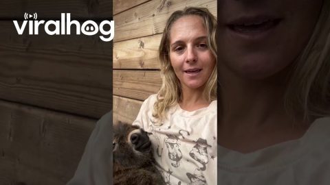 Donkey Babysitter of the Year || ViralHog