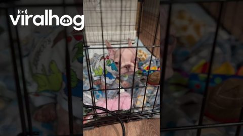 Tiny Puppy Protests Bedtime || ViralHog