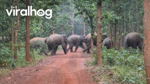 Elephant Herd Chased Away From Plantation Fields || ViralHog