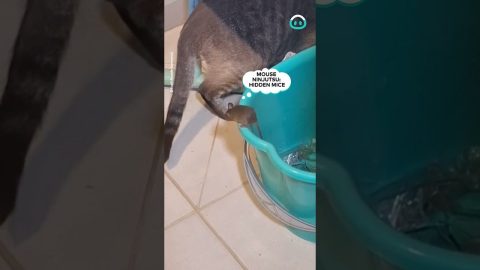Ninja Mouse Hides From Cat || ViralHog