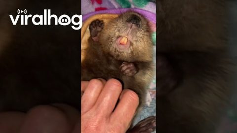 Cypress the Baby Beaver Finds Her Foot || ViralHog