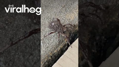 Wolf Spider Mother Moves Babies || ViralHog