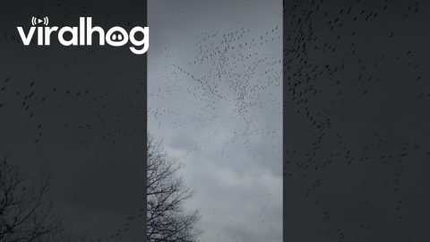 Thousands Of Crane In Great Migration || ViralHog