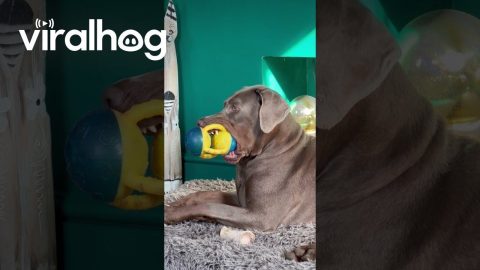 Dopey Doberman Squeaks Toy || ViralHog