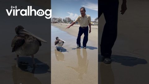 Shaking Hands With a Pelican || ViralHog