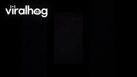 Sea Bird Illuminated By Cruise Ship Dives Into Water || ViralHog