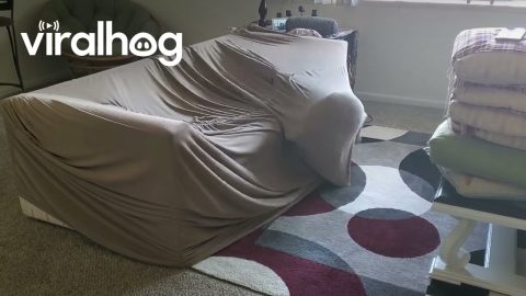 Well, I Guess I Live Here now... || ViralHog