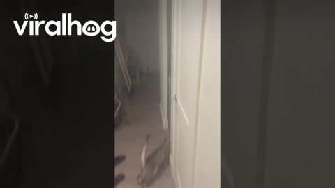Bengal Cat Turns On Light || ViralHog