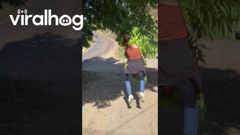 Tree Swing Fail || ViralHog