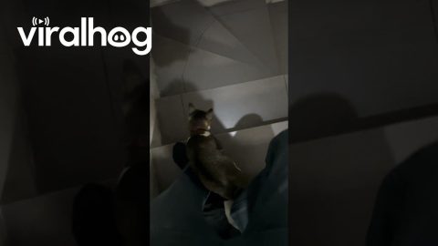 Cat Makes Going Down Stairs Difficult || ViralHog
