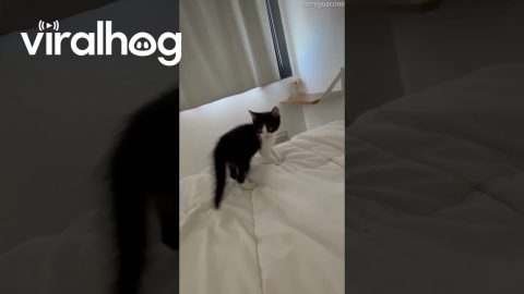 Silliest Kitten Plays and Pounces on Camera || ViralHog