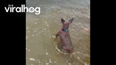 Terrier Stands In Surf On Beach || ViralHog