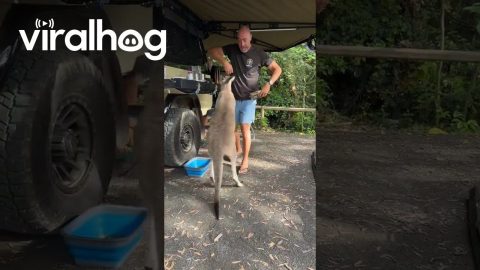 Kangaroo Tries To Steal Camper's Breakfast || ViralHog