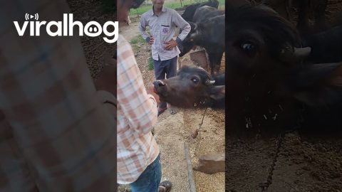 Cattle Uses Tongue To Help Count Money || ViralHog
