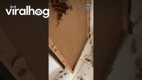 Coming Back Home To A Broken Door || ViralHog
