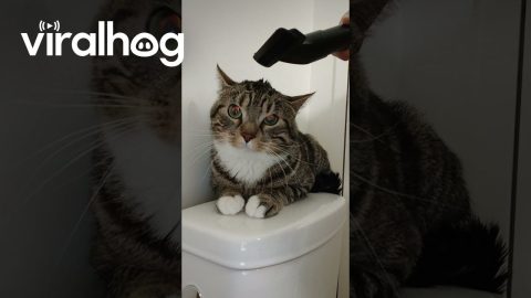 Vacuum Suctions Out All the Cat's Thoughts || ViralHog