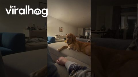 Dog Unenthusiastically Shakes Hand || ViralHog