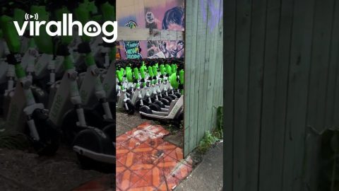 Scooters Find Safe Enclave to Ride Out Storm || ViralHog