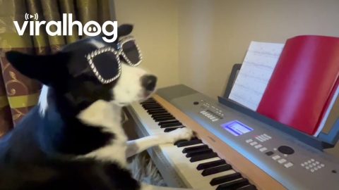 Dog Pianist Plays New Composition || ViralHog